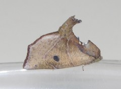 Goniocalpe heteromorpha