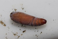 Goniocalpe heteromorpha