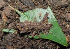 Goniocalpe heteromorpha