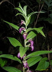 Brachycorythis helferi