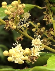 Chlorophorus reductus