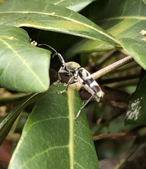 Chlorophorus reductus