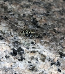 Chlorophorus reductus