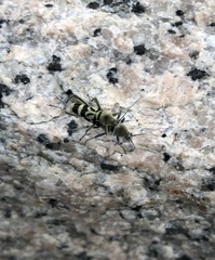 Chlorophorus reductus