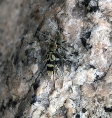 Chlorophorus reductus