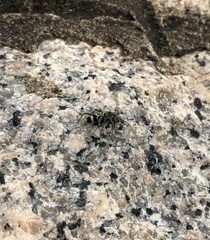 Chlorophorus reductus