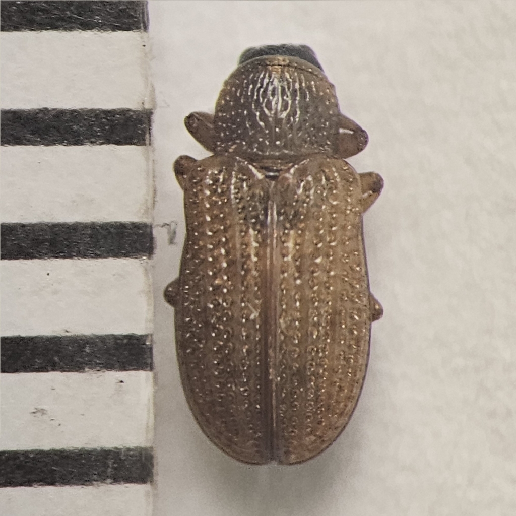Lateral Tortoise Beetle