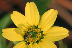 Berlandiera subacaulis