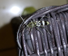 Chlorophorus reductus