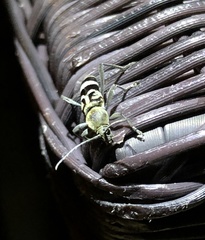 Chlorophorus reductus