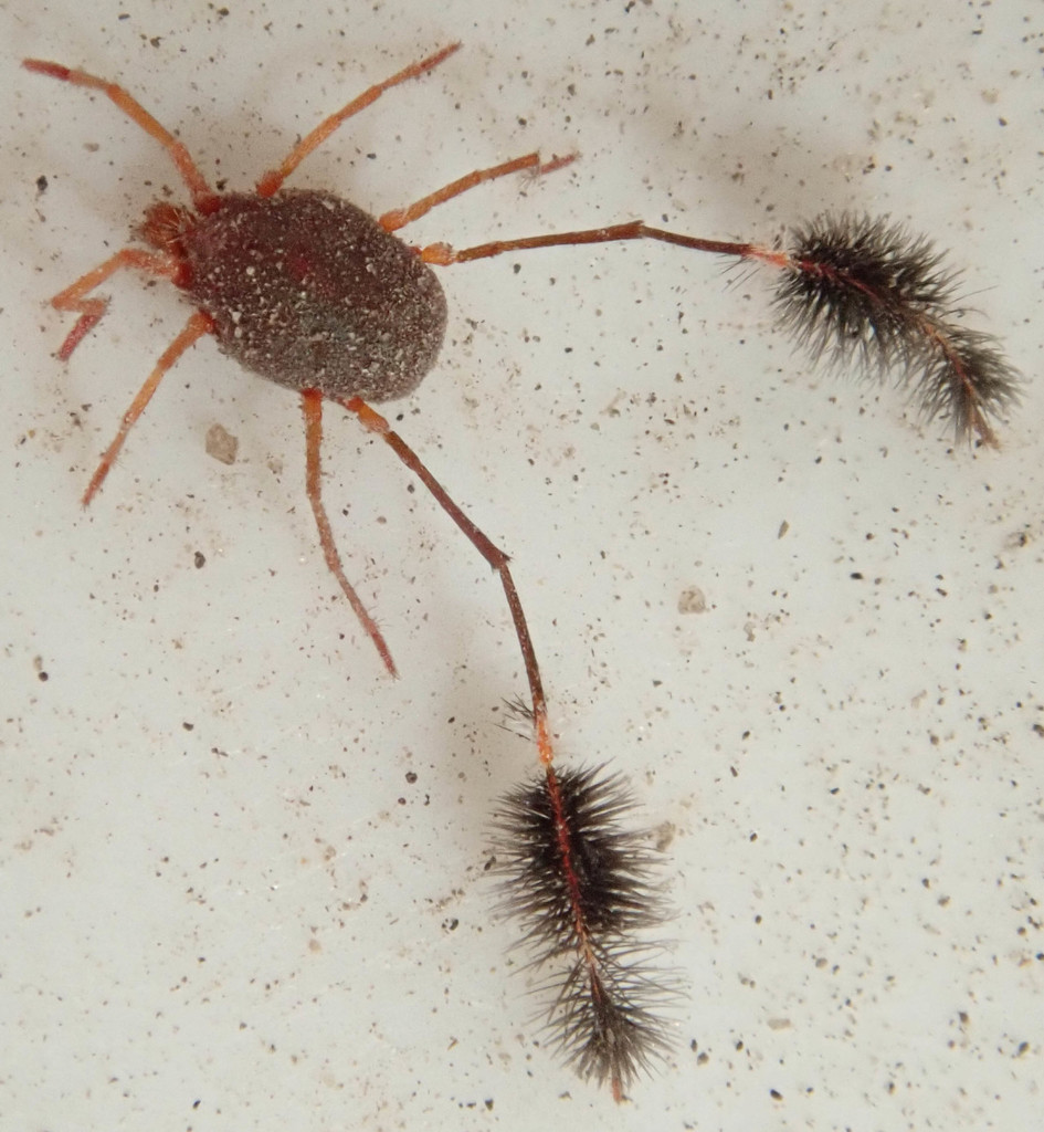 Mites and Ticks