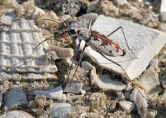 Ellipsoptera hirtilabris