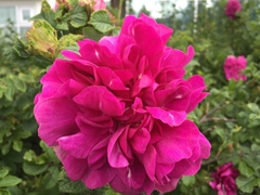 Rosa