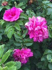 Rosa