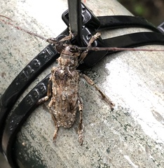 Blepephaeus succinctor