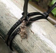 Blepephaeus succinctor