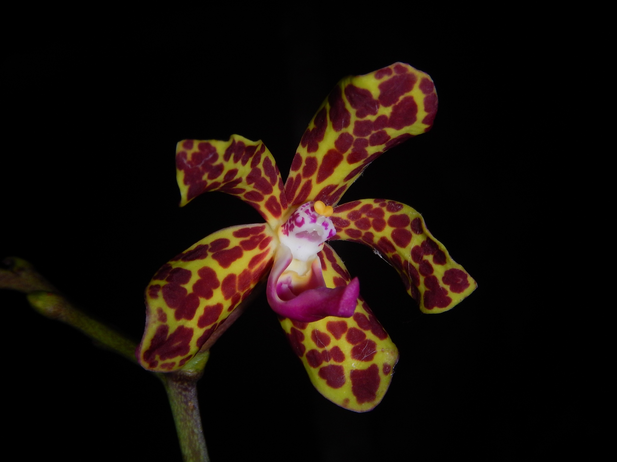 Vandopsis