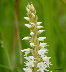 Peristylus constrictus