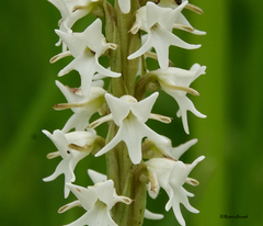 Peristylus constrictus