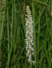 Peristylus constrictus