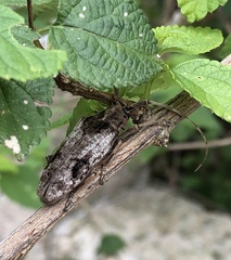 Blepephaeus succinctor