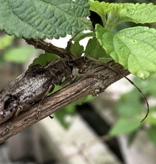 Blepephaeus succinctor