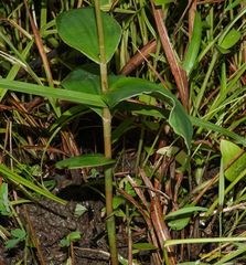 Peristylus constrictus