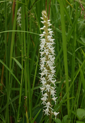 Peristylus constrictus