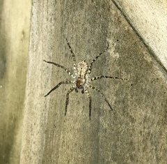 Selenops submaculosus