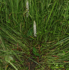 Peristylus constrictus