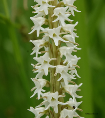 Peristylus constrictus