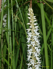 Peristylus constrictus