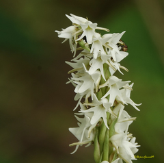 Peristylus constrictus