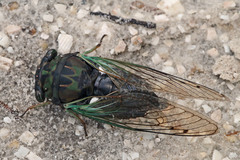 Neotibicen tibicen australis