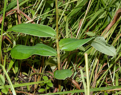 Peristylus constrictus