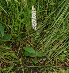 Peristylus constrictus