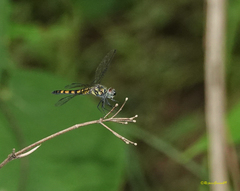 Brachydiplax sobrina