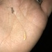 Pecos Desert Firefly - Photo (c) jzat, some rights reserved (CC BY-NC), uploaded by jzat