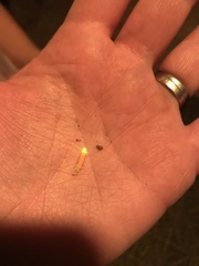 Microphotus pecosensis