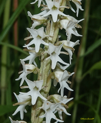 Peristylus constrictus