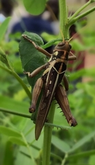 Kraussaria angulifera