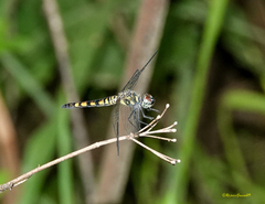Brachydiplax sobrina