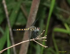 Brachydiplax sobrina