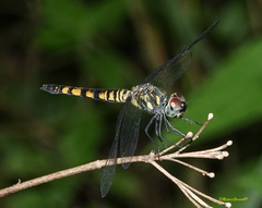Brachydiplax sobrina