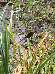 Varanus salvator salvator