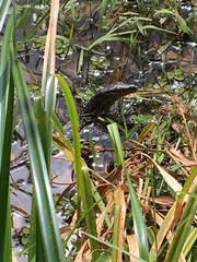 Varanus salvator salvator