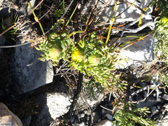 Euryops abrotanifolius