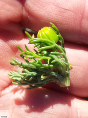 Euryops abrotanifolius