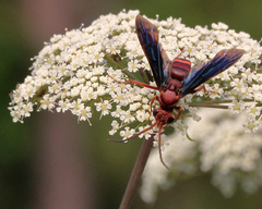 Poecilopompilus algidus