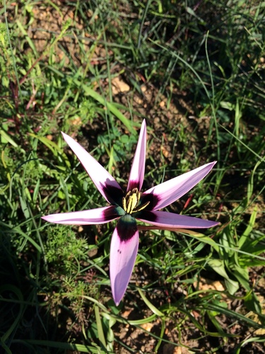 Peacock flower (Pauridia capensis)